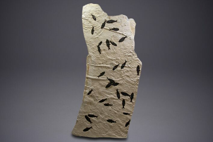 Museum Quality Fossil Fish Mortality Plate - Ready to Hang #342453